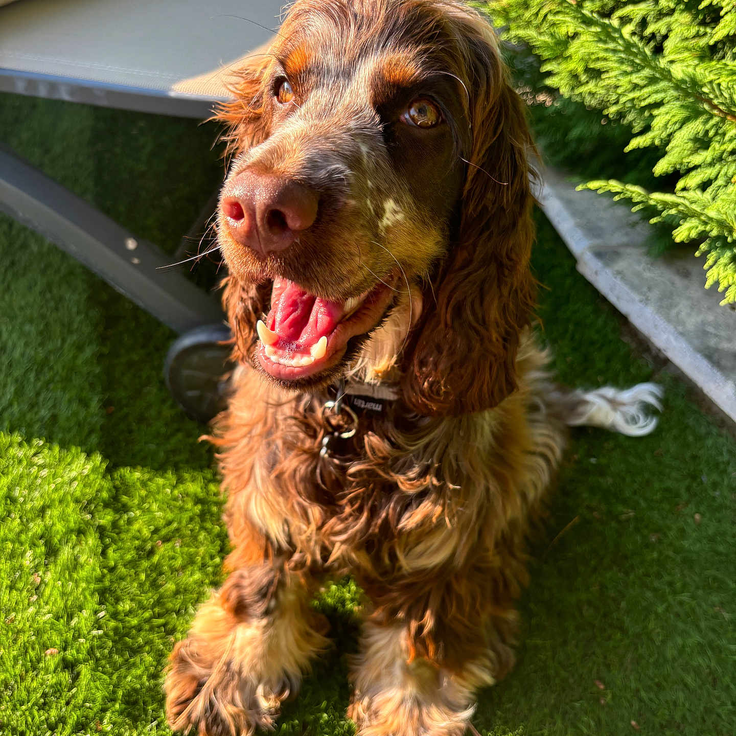 Utta a rejoint le concours — aidez-le/la à gagner de superbes lots ! airedale, animal, bodypart, canine, cockerspaniel, dog, field, grass, hound, lawn, mouth, outdoors, person, pet, plant, puppy, summer, terrier, tongue, tree