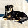 dog, animal, pet, laying_down, outdoor, sunlight, shadow, fur, black, white, brown, canine, relaxed, portrait, mammal, daytime, pavement, companion, cute, alert