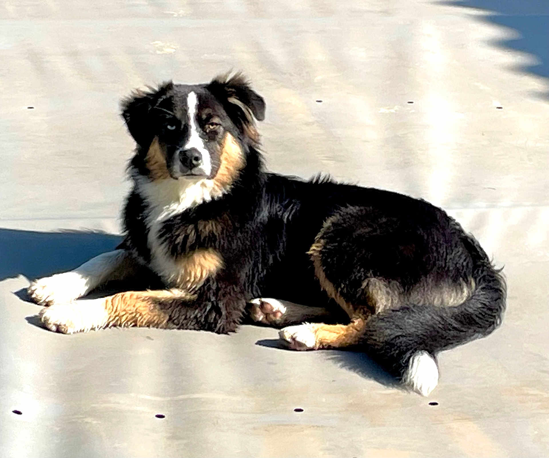 Venus participe au concours pour gagner de l'argent avec cette photo : dog, animal, pet, laying_down, outdoor, sunlight, shadow, fur, black, white, brown, canine, relaxed, portrait, mammal, daytime, pavement, companion, cute, alert