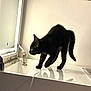 Samhain is registered to the contest to win money with this photo: black_cat, cat, pet, animal, feline, curious, mirror, reflection, white_surface, indoor, furniture, minimalistic, shiny, illuminated, tiptoeing, posture, ears, tail, whiskers, light