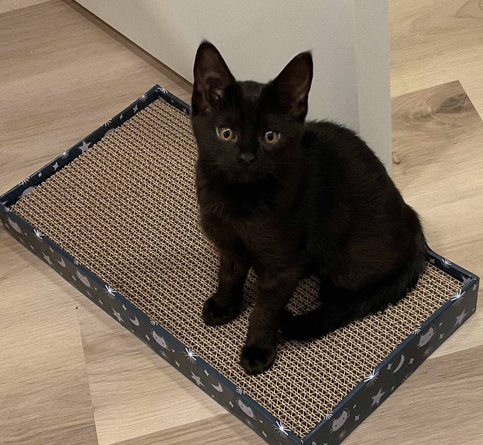 Samhain joined the competition — help win amazing prizes! black_cat, kitten, scratch_pad, indoor, flooring, wood_floor, pet, animal, feline, cute, sitting, curious, young_cat, attention, domestic_cat, small_animal, whiskers, ears, tail, home