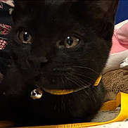 Samhain is registered to the contest to win money with this photo: black_cat, cat, close_up, yellow_collar, bell, pet, animal, whiskers, curious_eyes, indoor, fabric, yellow_strap, fur, portrait, domestic_cat, face, cute, feline, closeup, collar