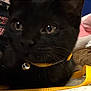 black_cat, cat, close_up, yellow_collar, bell, pet, animal, whiskers, curious_eyes, indoor, fabric, yellow_strap, fur, portrait, domestic_cat, face, cute, feline, closeup, collar