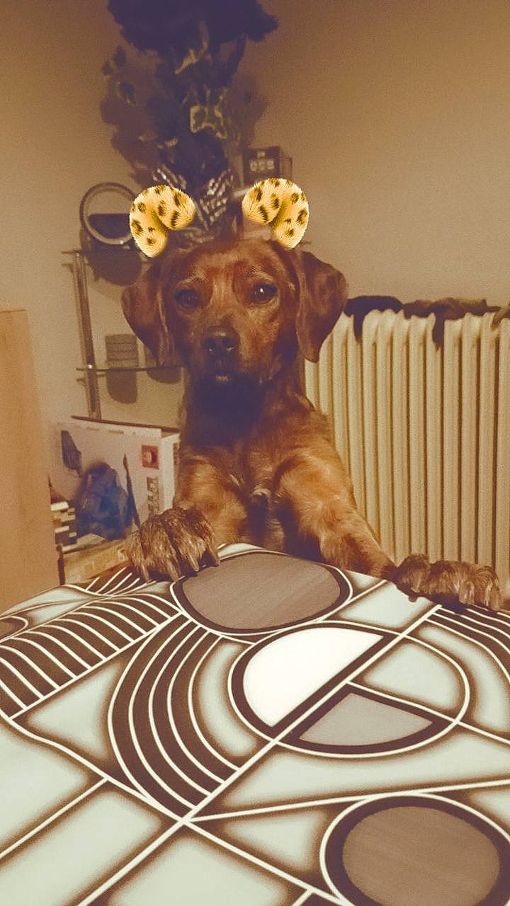 Marley participe au concours pour gagner de l'argent avec cette photo : art, carnivore, chair, companion_dog, dog, dog_breed, dog_supply, fawn, flooring, hardwood, interior_design, liver, metal, pet_supply, picture_frame, room, snout, sporting_group, wood, working_animal