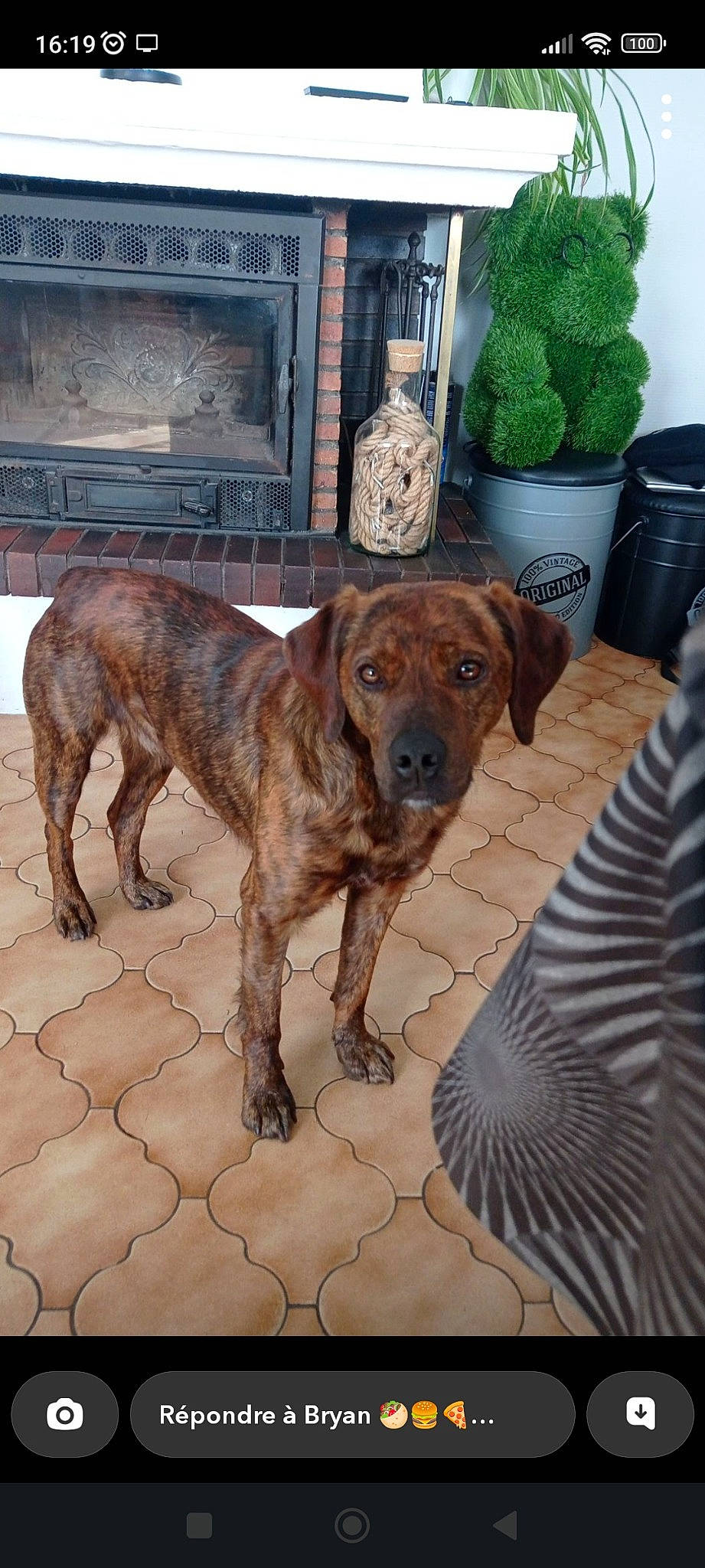 Marley participe au concours pour gagner de l'argent avec cette photo : canidae, carnivore, collar, companion_dog, dog, dog_breed, fawn, flooring, flowerpot, fur, herb, houseplant, liver, pet_supply, plant, snout, sporting_group, treeing_tennessee_brindle, wood, working_animal