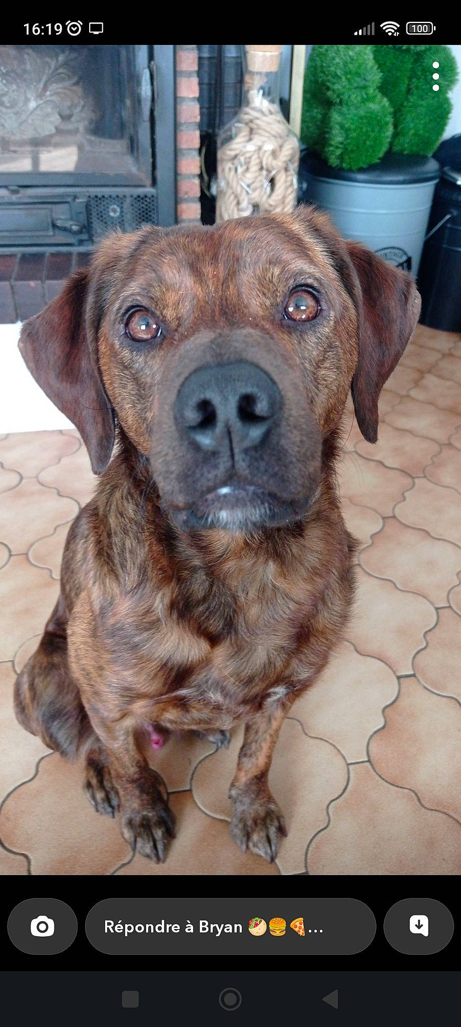 Marley participe au concours pour gagner de l'argent avec cette photo : canidae, carnivore, collar, companion_dog, dog, dog_breed, dog_collar, fawn, fur, guard_dog, gun_dog, liver, snout, sporting_group, whiskers, working_animal, working_dog