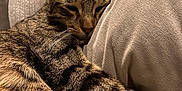 Rocket a rejoint le concours — aidez-le/la à gagner de superbes lots ! cat, tabby, sleeping, cozy, pillow, blanket, indoor, pet, feline, relaxed, fur, whiskers, closeup, resting, comfort, home, couch, domestic_animal, warm, soft