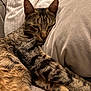 cat, tabby, sleeping, cozy, pillow, blanket, indoor, pet, feline, relaxed, fur, whiskers, closeup, resting, comfort, home, couch, domestic_animal, warm, soft