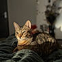 animal, bedroom, blanket, cat, closeup, comfort, cozy, domestic, feline, fur, indoor, mammal, pet, relaxed, resting, soft_light, sunlight, tabby_cat, texture, whiskers