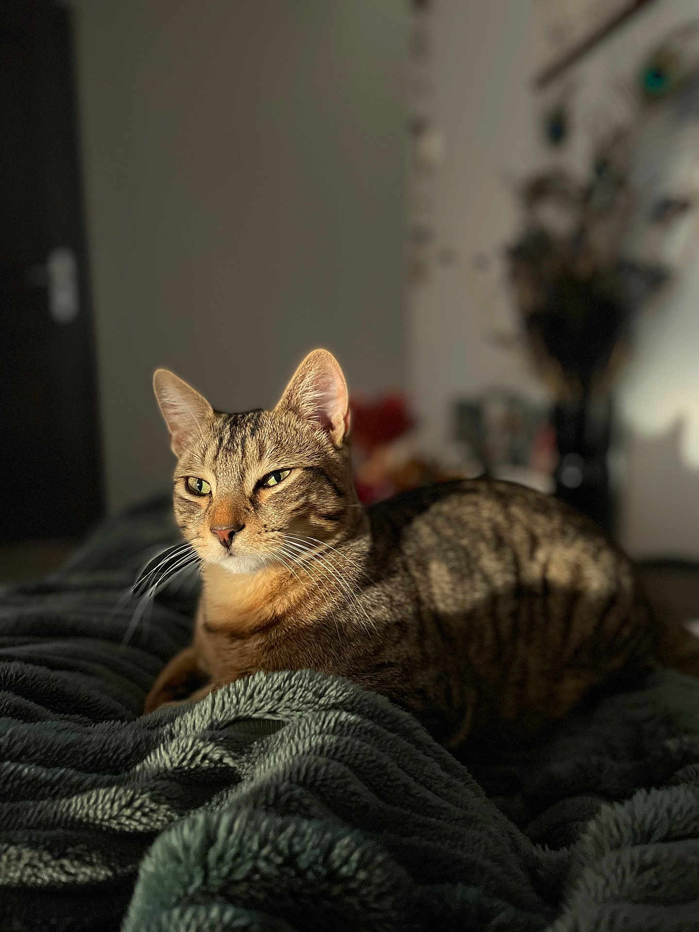 Rocket a rejoint le concours — aidez-le/la à gagner de superbes lots ! cat, tabby_cat, indoor, blanket, sunlight, relaxed, feline, cozy, resting, pet, whiskers, fur, bedroom, soft_light, texture, animal, mammal, domestic, comfort, closeup