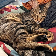 Rocket a rejoint le concours — aidez-le/la à gagner de superbes lots ! cat, tabby, sleeping, paw, fur, striped, bedspread, blanket, towel, rolled_towel, cozy, relaxed, indoor, pet, animal, cute, nap, resting, soft, comfort