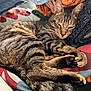 cat, tabby, sleeping, paw, fur, striped, bedspread, blanket, towel, rolled_towel, cozy, relaxed, indoor, pet, animal, cute, nap, resting, soft, comfort