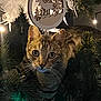 Rocket participe au concours pour gagner de l'argent avec cette photo : cat, tabby_cat, christmas_tree, ornament, pine_branches, holiday_lights, decorations, curious, paw, indoor, festive, feline, animal, whiskers, eyes, closeup, nature, greenery, wooden_ornament, soft_lighting