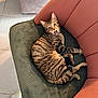 Rocket a rejoint le concours — aidez-le/la à gagner de superbes lots ! cat, tabby, furniture, couch, indoor, pet, animal, striped, fur, relaxed, home, floor, tile, paw, whiskers, mouth_open, resting, cozy, sock, foot