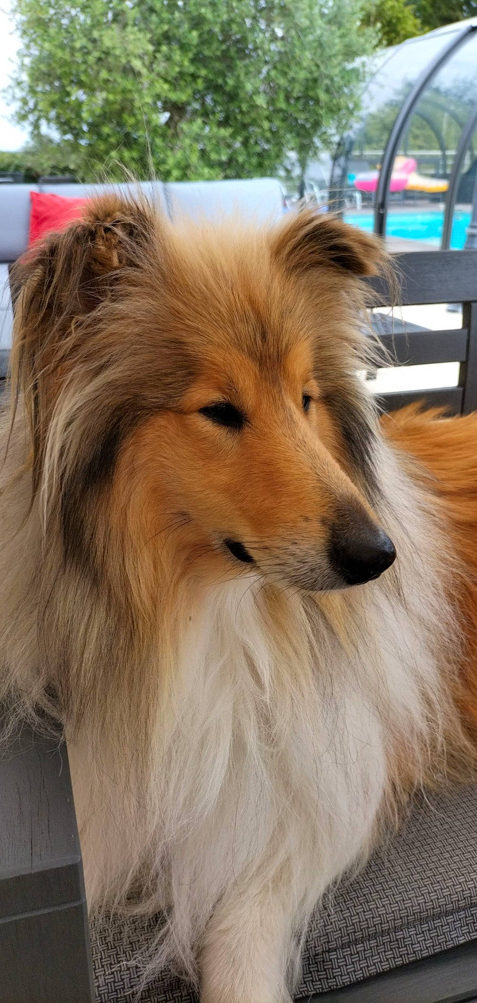 Ross participe au concours pour gagner de l'argent avec cette photo : ancient_dog_breeds, canidae, carnivore, collie, companion_dog, dog, dog_breed, fawn, fur, german_spitz, herding_dog, liver, rough_collie, shetland_sheepdog, snout, sporting_group, terrestrial_animal, whiskers, working_animal, working_dog