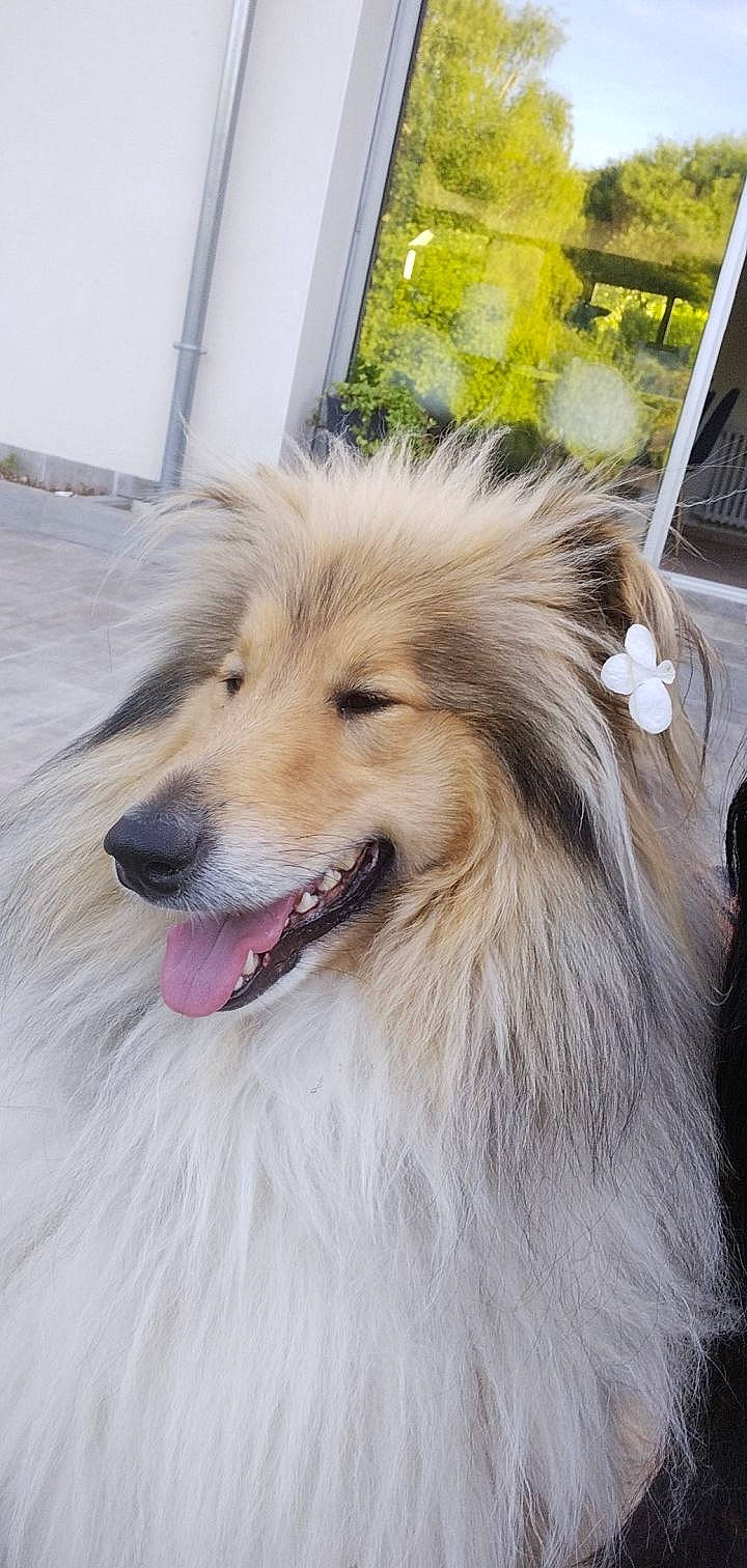 Ross participe au concours pour gagner de l'argent avec cette photo : canidae, carnivore, collie, companion_dog, dog, dog_breed, eye, fang, fawn, fur, german_spitz, herding_dog, plant, rough_collie, shetland_sheepdog, smile, sporting_group, whiskers, working_animal, working_dog