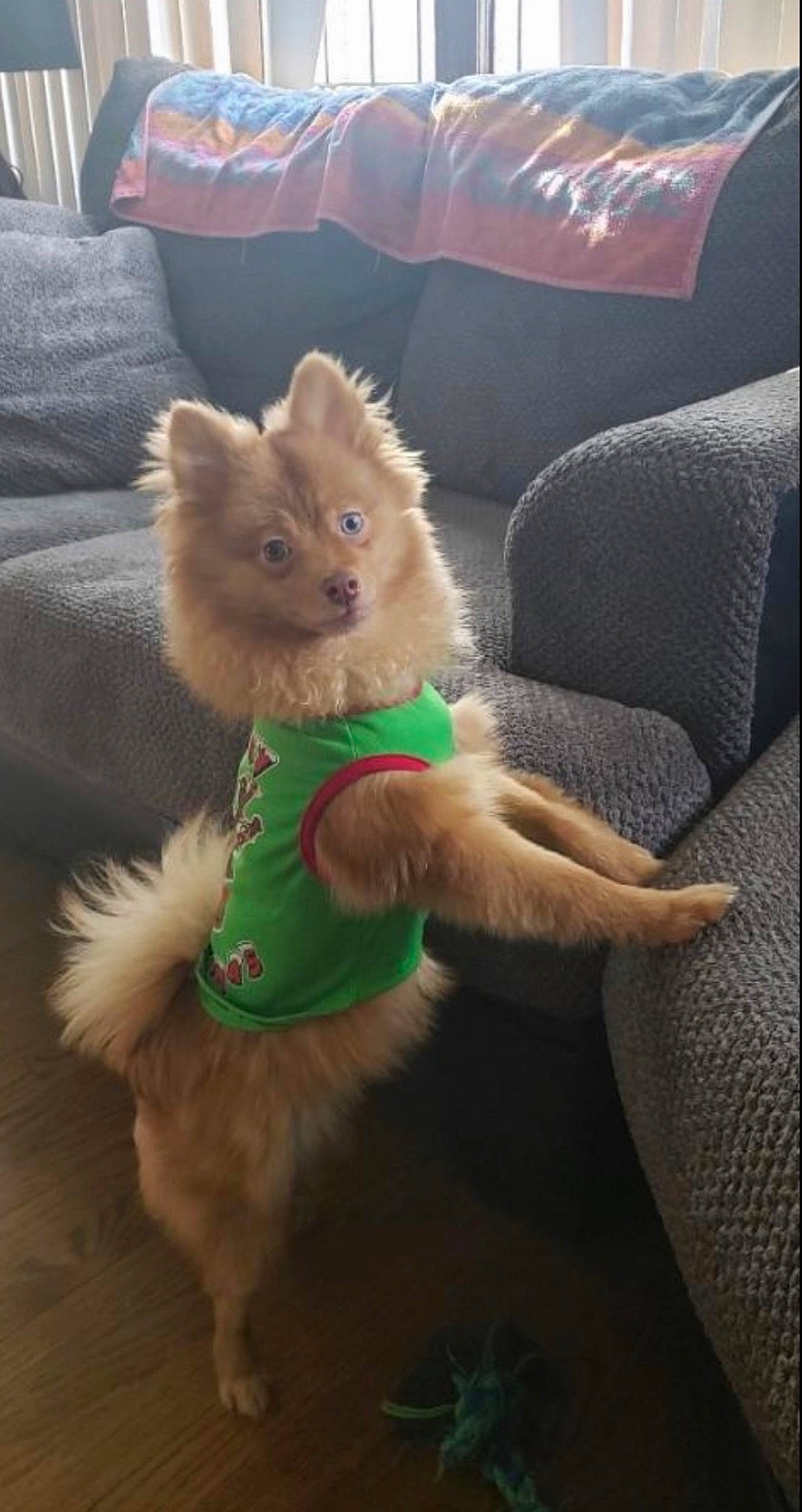 Archie is registered to the contest to win money with this photo: canidae, carnivore, companion_dog, dog_breed, fawn, felidae, fur, fur_clothing, human_leg, lap, plush, small_to_medium_sized_cats, snout, sporting_group, stuffed_toy, tail, textile, toy, toy_dog, whiskers