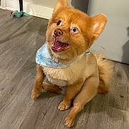 Archie is registered to the contest to win money with this photo: animal, bandana, brown_fur, canine, cute, dog, domestic_animal, ears_up, floor, flooring, fur, happy, household, indoor, looking_up, pet, sitting, small_dog, tail, tongue_out