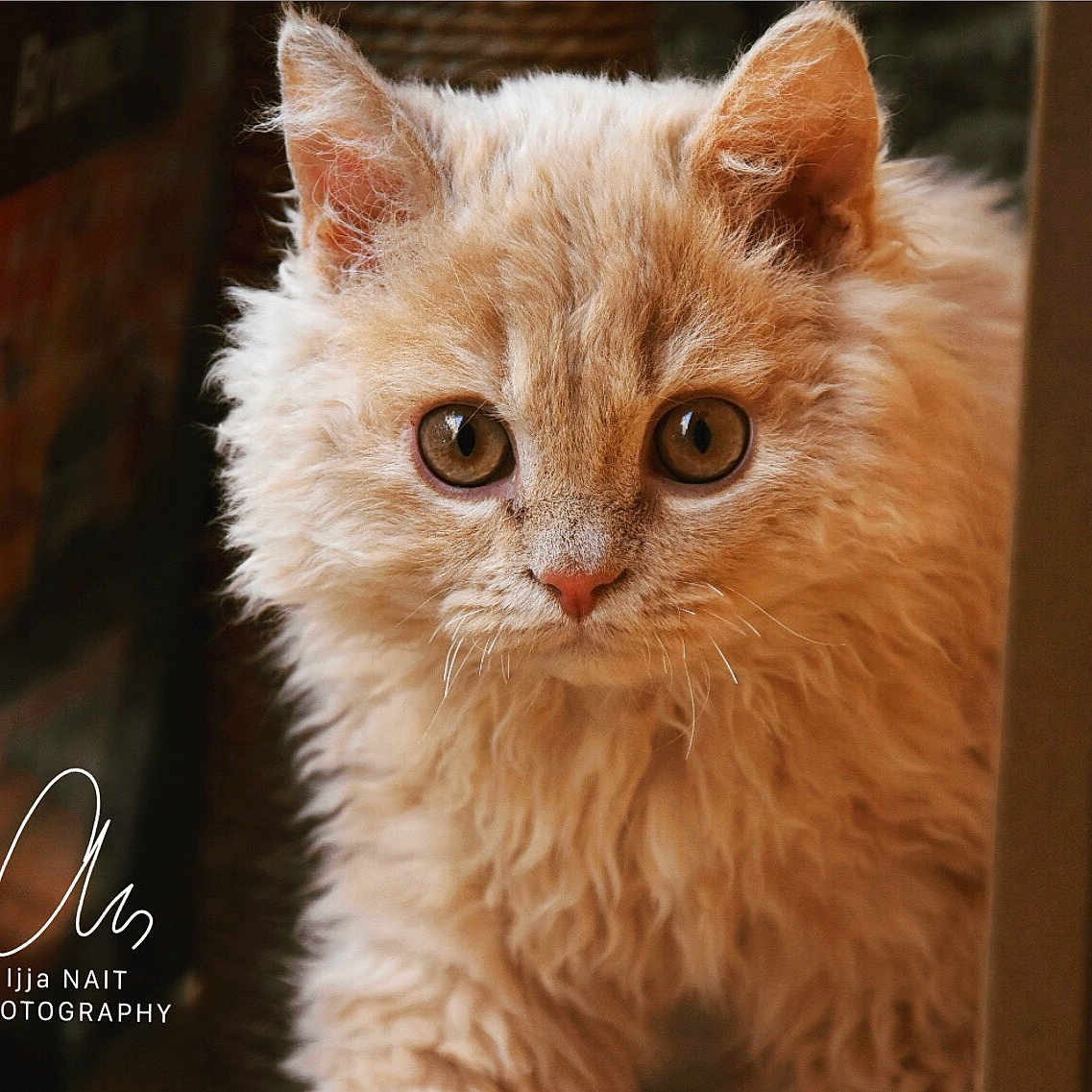 Olympe a rejoint le concours — aidez-le/la à gagner de superbes lots ! alert, animal, beige, cat, close_up, curious_eyes, cute, domestic_animal, face, feline, fluffy, fur, indoor, looking, mammal, pet, portrait, soft_light, whiskers, young_cat