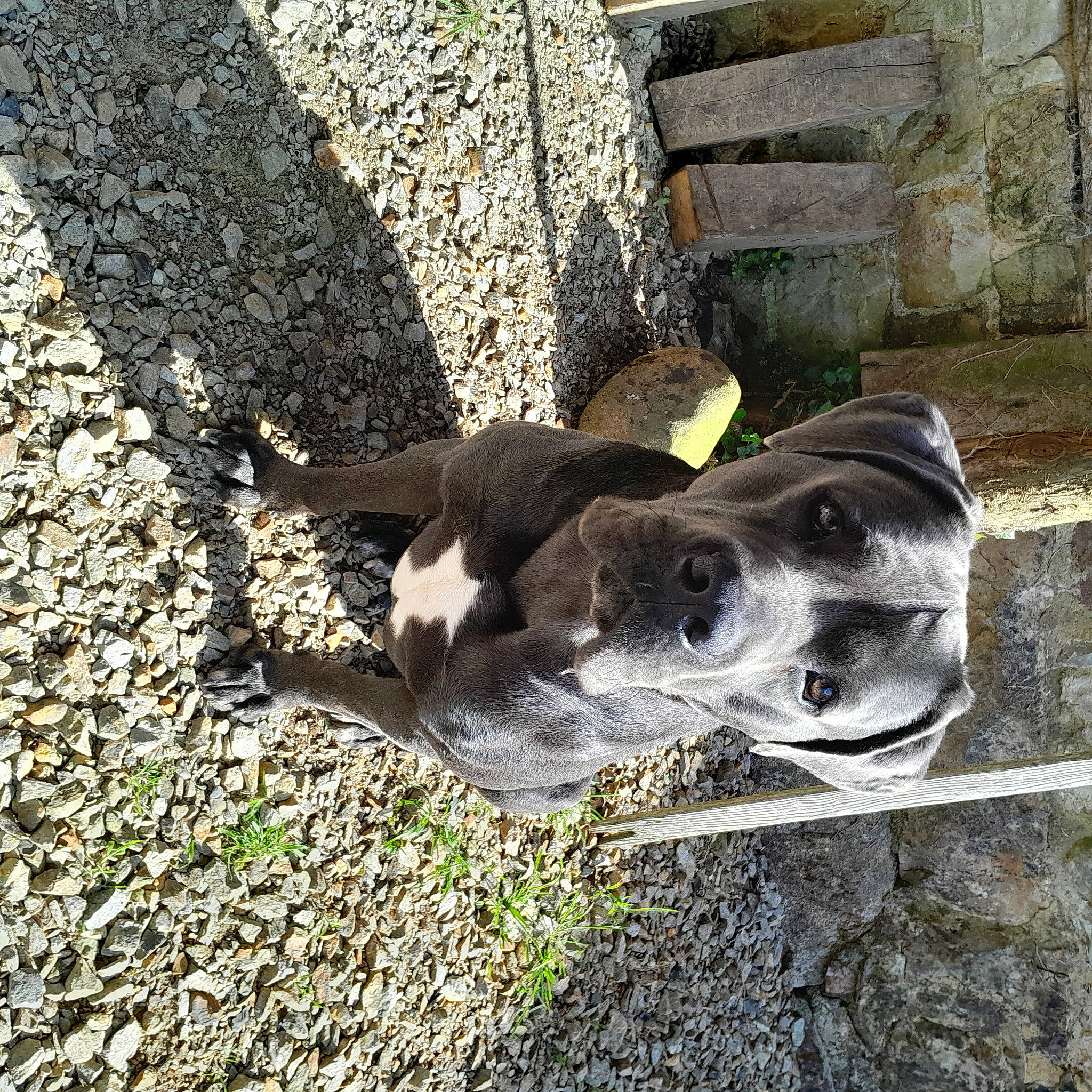 Toko participe au concours pour gagner de l'argent avec cette photo : art, auto_part, bone, brick, canidae, concrete, dog_breed, grass, metal, road_surface, rock, sculpture, skull, snout, soil, sporting_group, trunk, visual_arts, wood, working_animal