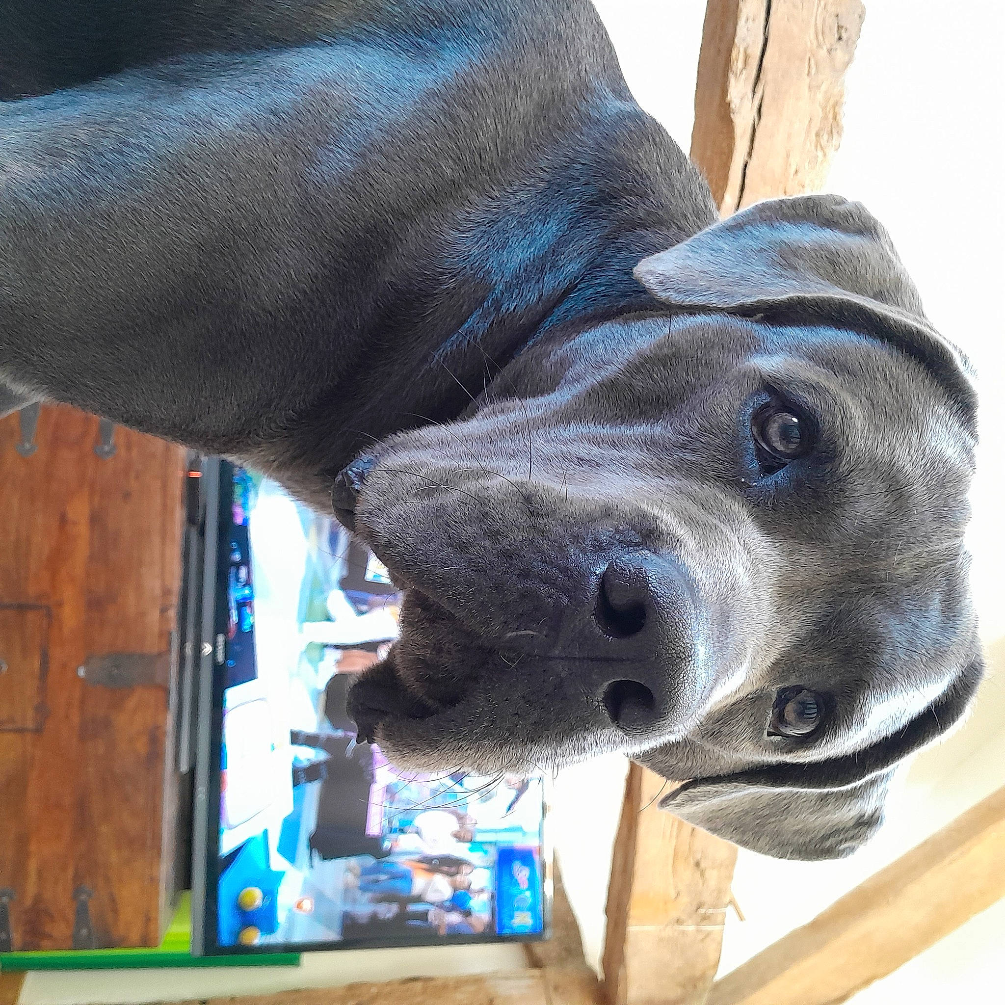 Toko a rejoint le concours — aidez-le/la à gagner de superbes lots ! art, canidae, carnivore, collar, companion_dog, dog, dog_breed, dog_collar, electric_blue, fawn, fur, head, liver, metal, personal_protective_equipment, pet_supply, sculpture, snout, sporting_group, working_animal