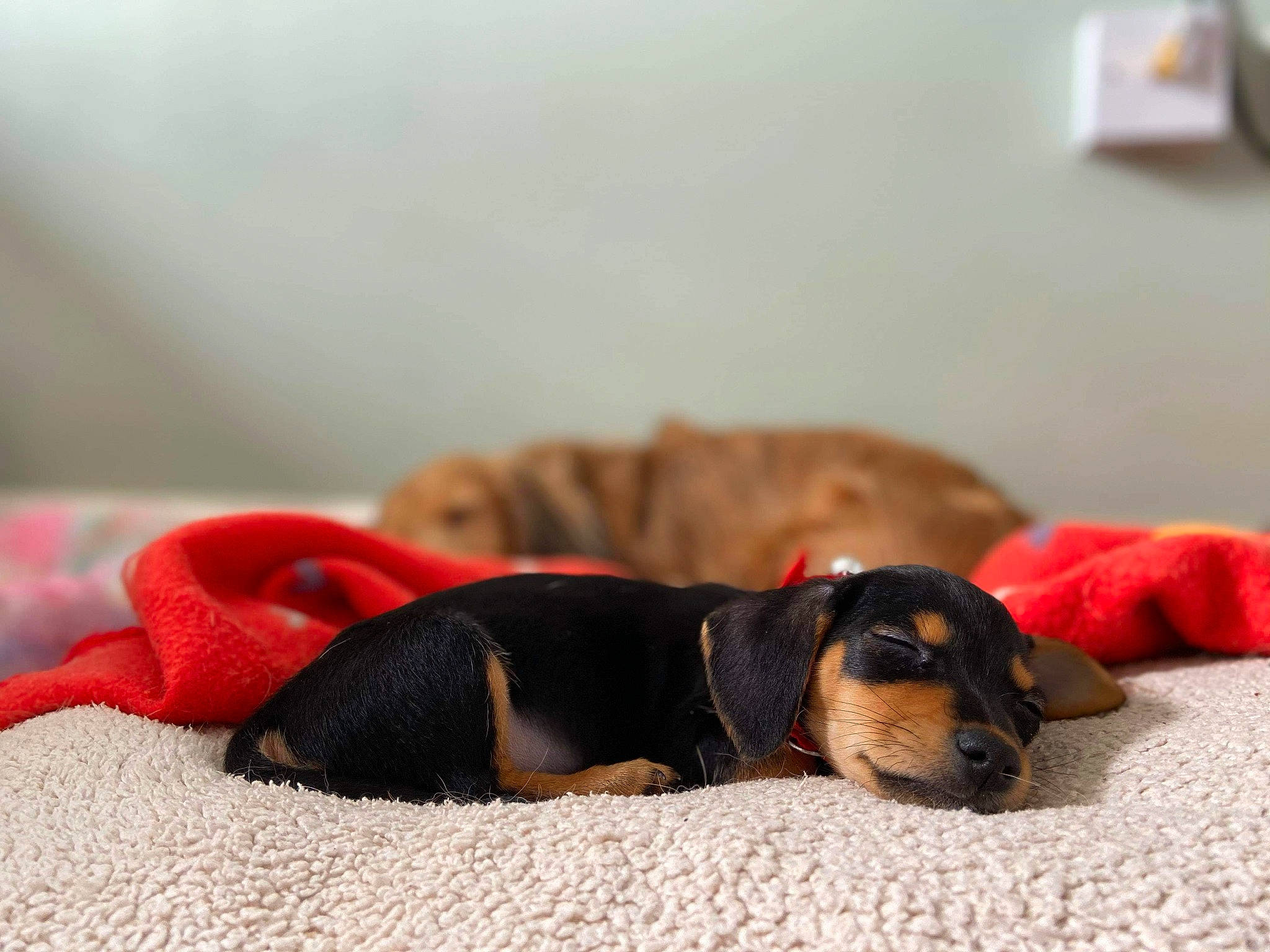Ayla is registered to the contest to win money with this photo: canidae, carnivore, coonhound, dachshund, dog, dog_breed, fawn, german_pinscher, mammal, miniature_pinscher, paw, pinscher, puppy, puppy_love, vertebrate