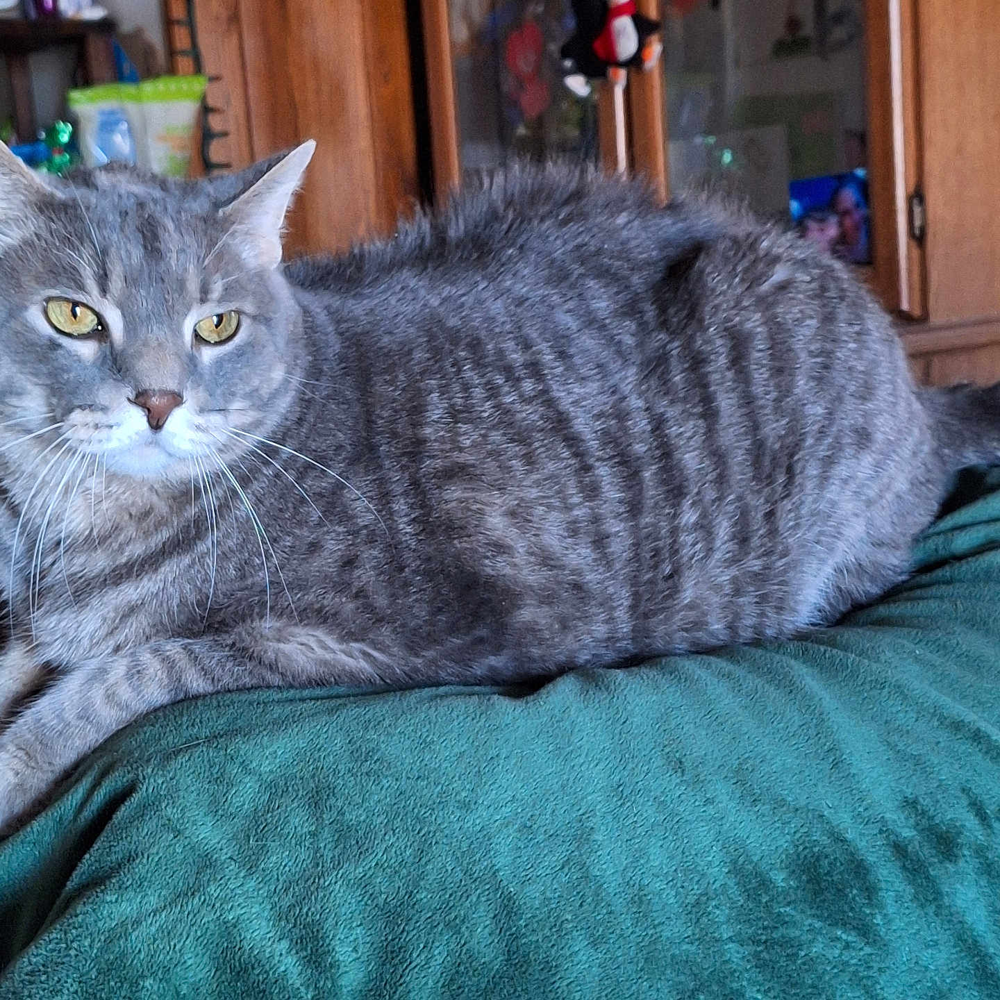 Bozo is registered to the contest to win money with this photo: abyssinian, accessories, animal, bag, bed, blanket, cat, closet, couch, cupboard, furniture, handbag, homedecor, indoors, kitten, linen, manx, person, pet, shelf