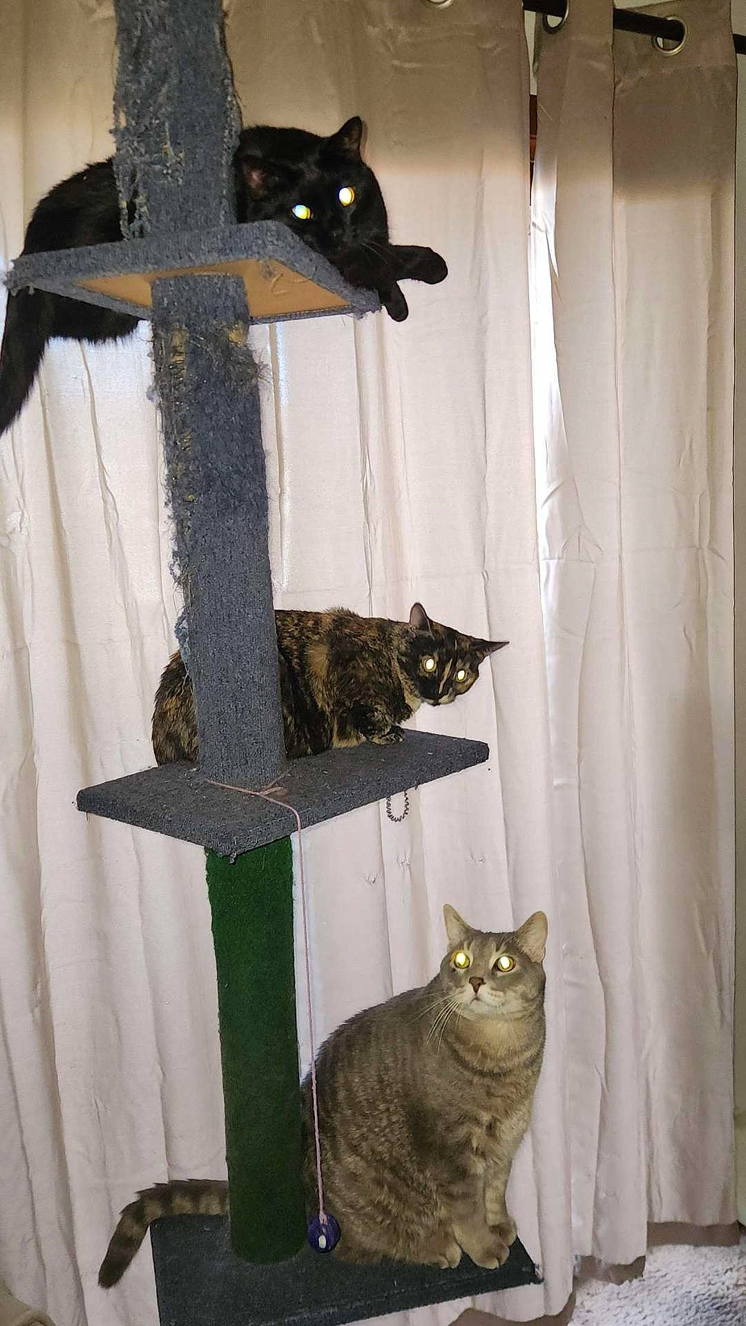 Bozo is registered to the contest to win money with this photo: abyssinian, animal, axe, cat, cross, curtain, device, furniture, homedecor, indoors, kitten, linen, manx, pet, plant, pottedplant, symbol, tool, weapon, wood