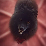 Nara participe au concours pour gagner de l'argent avec cette photo : adorable, animal, black_dog, blurred_background, canine, companion, cute, dog, face, fluffy, friendly, furry, indoor, looking_up, mammal, pet, pet_accessory, portrait, red_bandana, soft_background