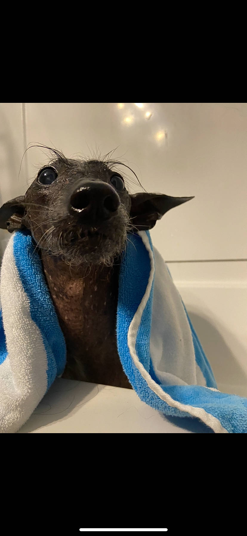 Mextli is registered to the contest to win money with this photo: carnivore, companion_dog, dog, dog_breed, dog_supply, electric_blue, fashion_accessory, fawn, fur, jaw, pet_supply, plush, snout, sporting_group, stuffed_toy, terrestrial_animal, toy, toy_dog, whiskers, working_animal