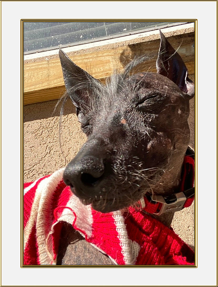 Mextli joined the competition — help win amazing prizes! art, canidae, carnivore, companion_dog, dog, dog_breed, electronic_device, fur, livestock, metal, pattern, photography, rectangle, sporting_group, square, technology, terrestrial_animal, visual_arts, whiskers, working_animal