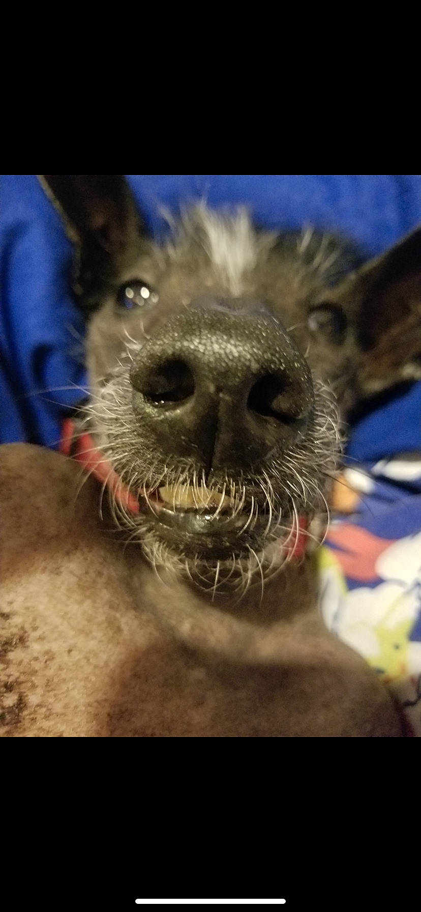 Mextli joined the competition — help win amazing prizes! beard, canidae, carnivore, close_up, companion_dog, dog_breed, fang, fawn, fur, happy, head, jaw, selfie, smile, snout, sporting_group, terrestrial_animal, whiskers, wildlife, working_animal