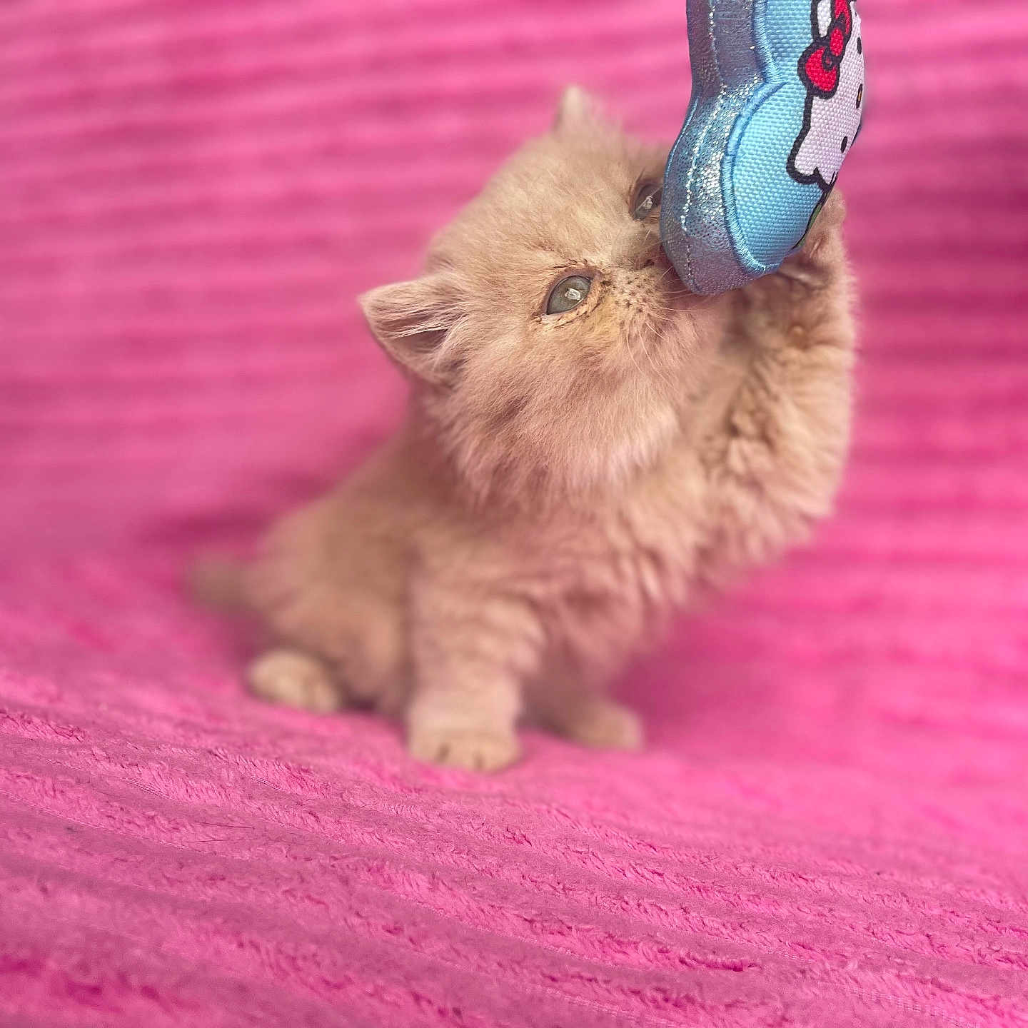 Prince joined the competition — help win amazing prizes! kitten, cat, toy, blue_toy, pink_background, furry, cute, pet, animal, playful, paw, bite, small, fluffy, indoor, closeup, texture, colorful, young, domestic_animal