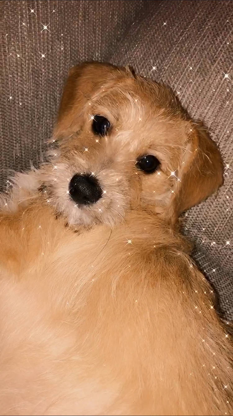 Dk joined the competition — help win amazing prizes! canidae, carnivore, companion_dog, dog, dog_breed, ear, fawn, fur, iris, liver, maltepoo, non_sporting_group, poodle_crossbreed, small_terrier, snout, sporting_group, terrier, toy_dog, whiskers, working_animal