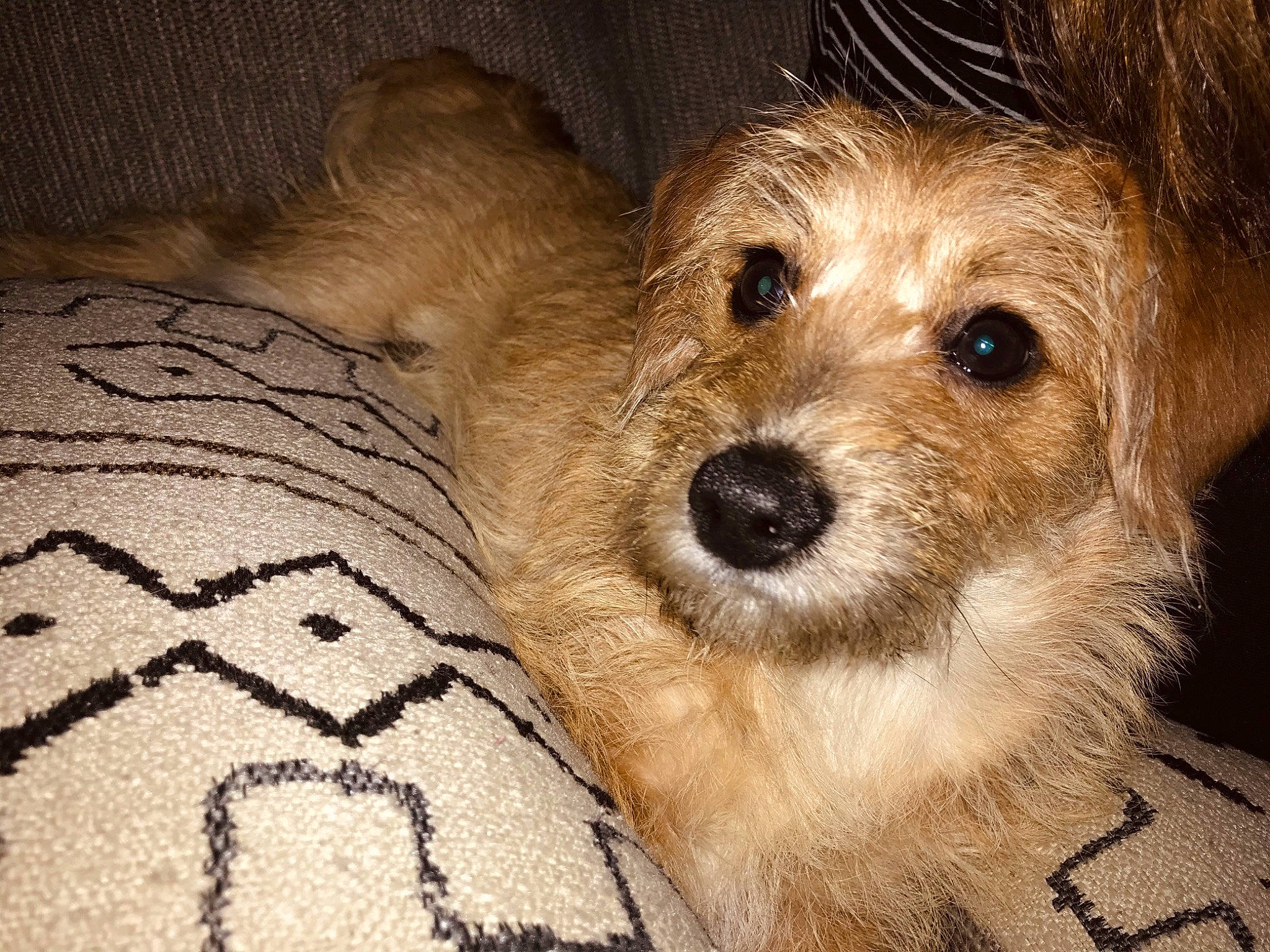 Dk joined the competition — help win amazing prizes! biewer_terrier, carnivore, comfort, companion_dog, dog, dog_breed, fawn, fur, linens, pattern, puppy_love, small_terrier, snout, terrestrial_animal, terrier, toy_dog, whiskers, working_animal