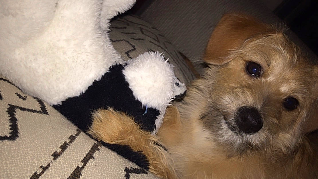 Dk joined the competition — help win amazing prizes! canidae, carnivore, comfort, companion_dog, dog, dog_breed, dog_supply, fawn, fur, paw, pet_supply, snout, sporting_group, stuffed_toy, tail, terrestrial_animal, toy, toy_dog, whiskers, working_animal