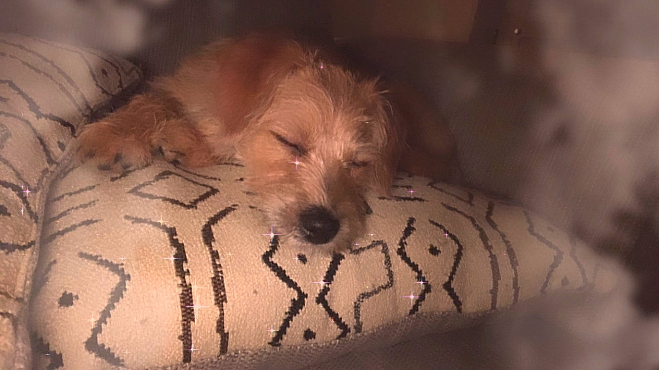 Dk joined the competition — help win amazing prizes! canidae, carnivore, comfort, companion_dog, darkness, dog, dog_breed, dog_supply, fawn, fur, maltepoo, non_sporting_group, poodle_crossbreed, small_terrier, snout, sporting_group, terrestrial_animal, terrier, toy_dog, working_animal