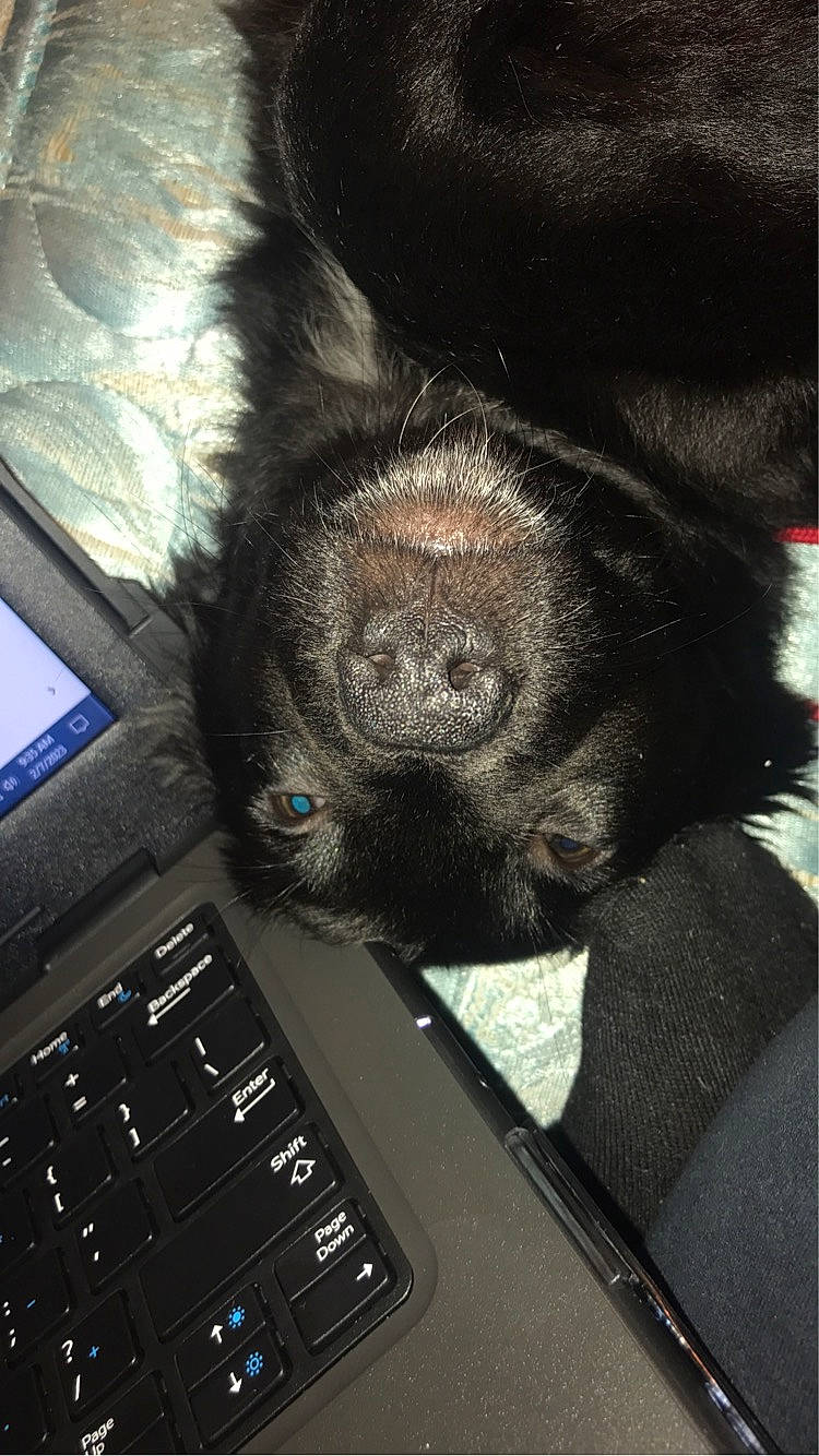 Koa joined the competition — help win amazing prizes! audio_equipment, carnivore, companion_dog, computer, computer_hardware, dog, dog_breed, foot, fur, human_leg, input_device, laptop, netbook, office_equipment, personal_computer, snout, sporting_group, typing, whiskers, working_animal