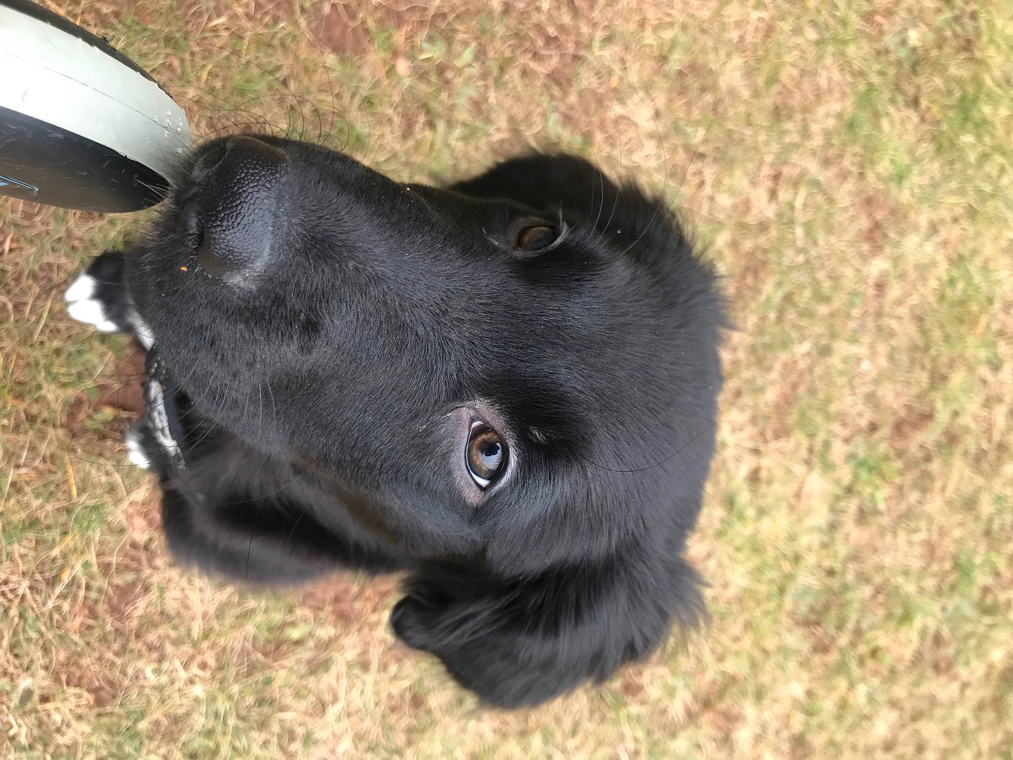 Koa is registered to the contest to win money with this photo: borador, canidae, carnivore, collar, companion_dog, dog, dog_breed, dog_collar, fur, grass, gun_dog, liver, plant, pointing_breed, retriever, snout, sporting_group, terrestrial_animal, whiskers, working_animal