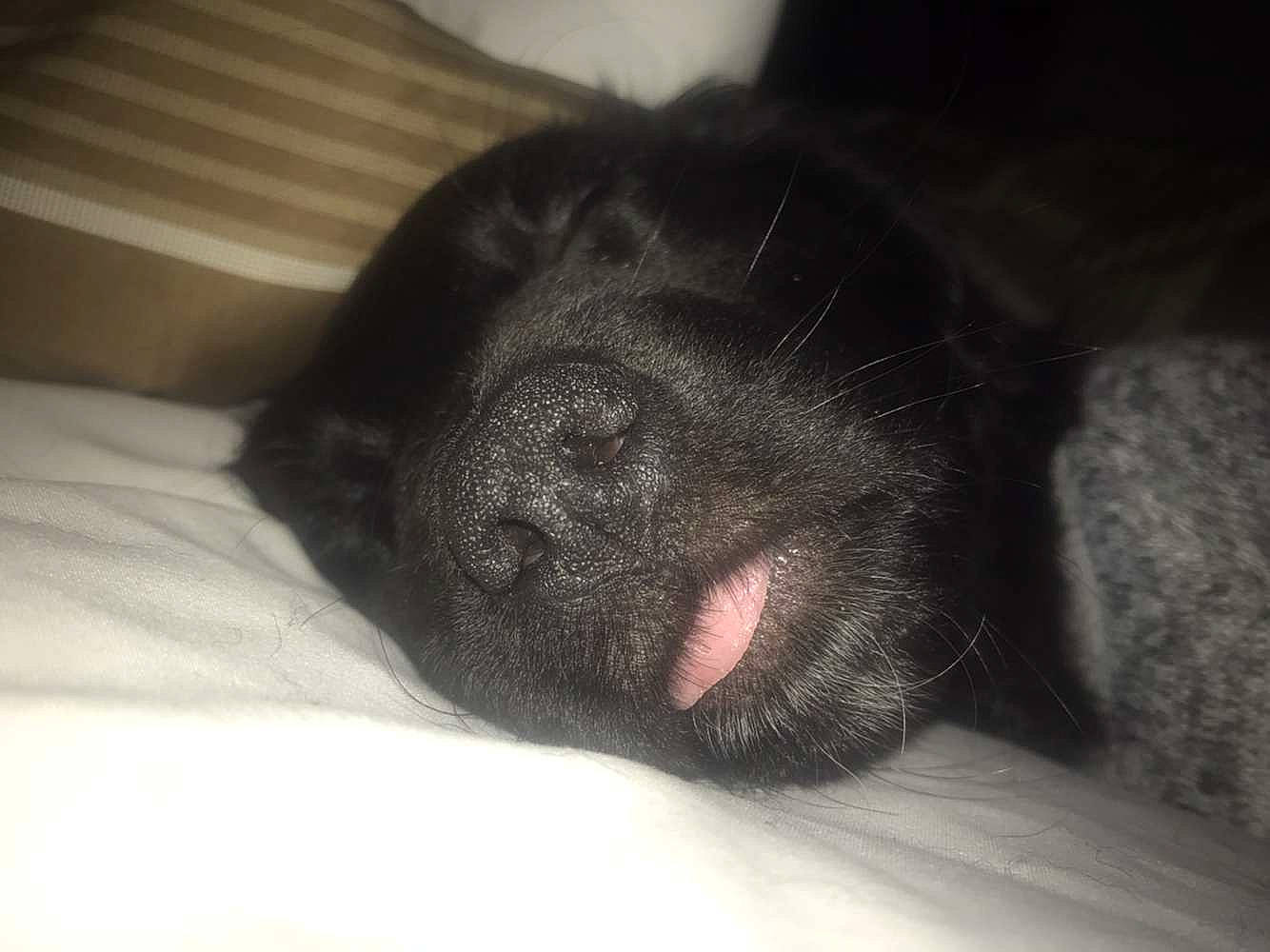 Koa is registered to the contest to win money with this photo: borador, canidae, carnivore, comfort, companion_dog, dog, dog_breed, ear, fur, liver, nap, non_sporting_group, sleep, snout, sporting_group, terrestrial_animal, whiskers, working_animal