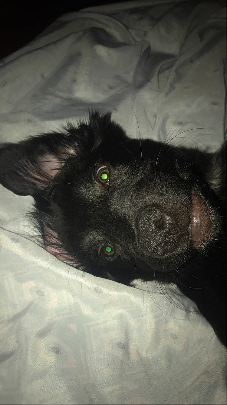 Koa is registered to the contest to win money with this photo: black_cat, canidae, carnivore, claw, comfort, companion_dog, dog, dog_breed, felidae, foot, fur, paw, small_to_medium_sized_cats, snout, sporting_group, tail, visual_arts, whiskers, working_animal