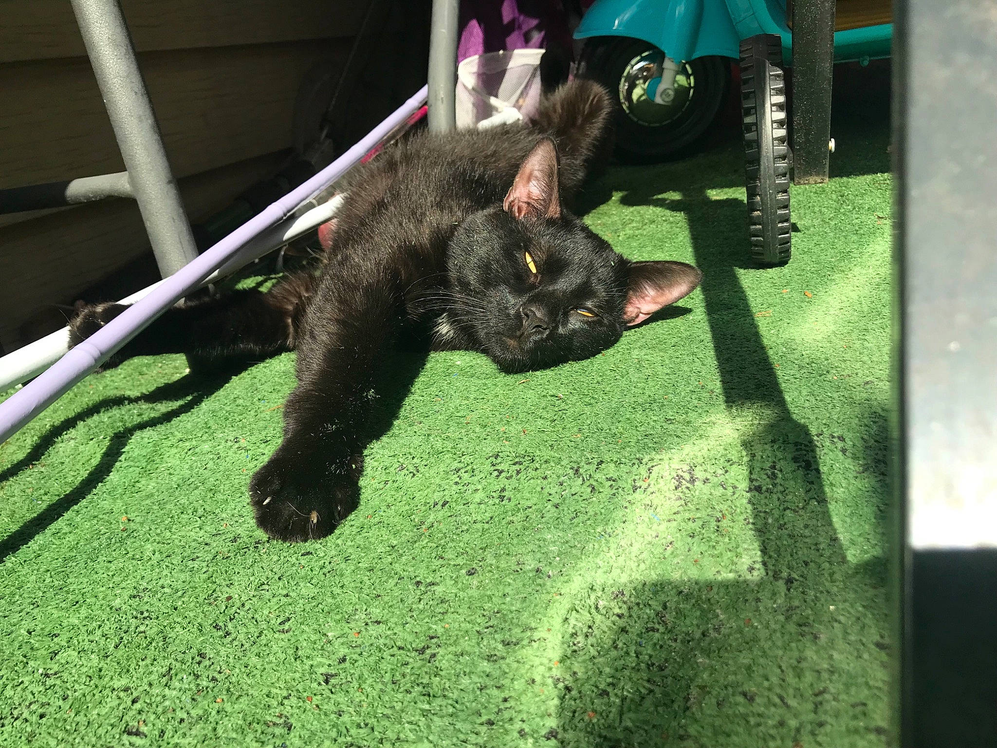 Spunky joined the competition — help win amazing prizes! black_cat, canidae, carnivore, claw, companion_dog, dog_breed, domestic_short_haired_cat, felidae, fur, grass, leisure, plant, small_to_medium_sized_cats, snout, sporting_group, tail, terrestrial_animal, tire, whiskers, working_animal