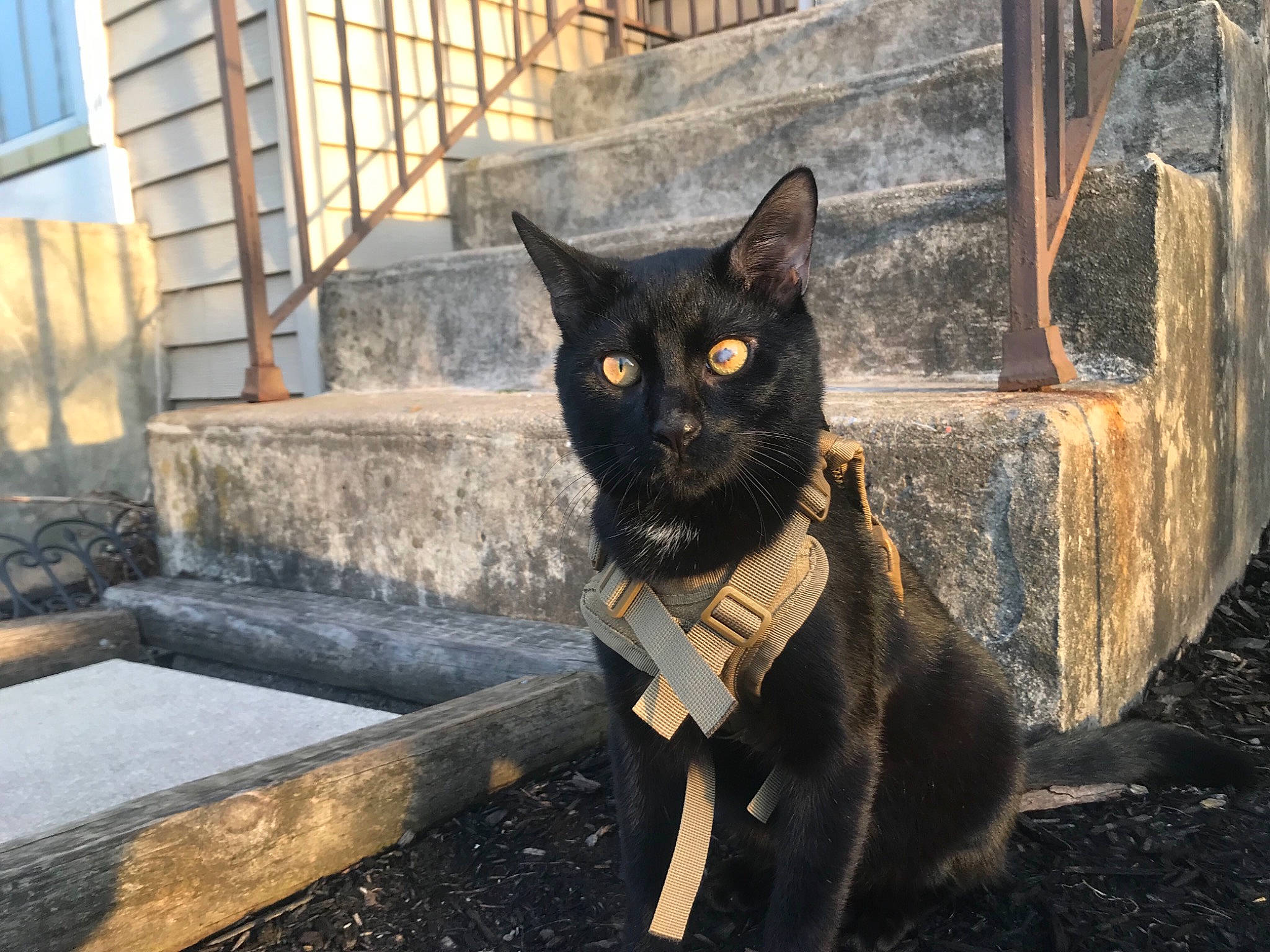 Spunky is registered to the contest to win money with this photo: black_cat, bombay, carnivore, cat, domestic_short_haired_cat, eye, felidae, fur, grass, grey, shadow, sitting, small_to_medium_sized_cats, snout, tail, terrestrial_animal, tints_and_shades, whiskers, window, wood