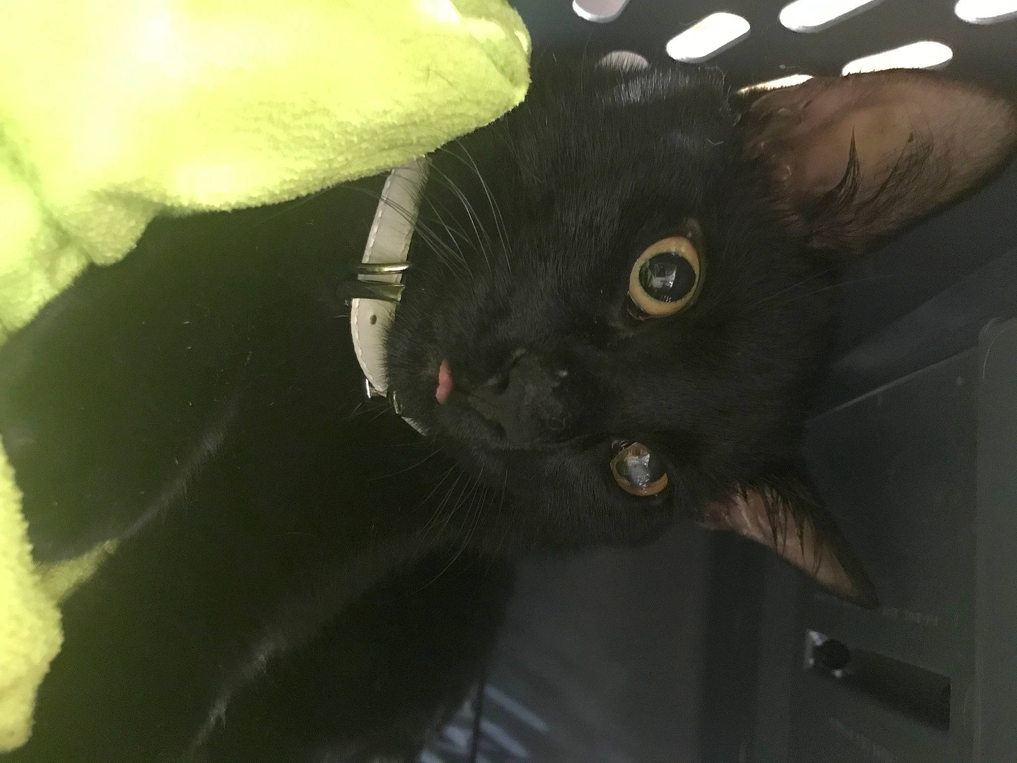 Spunky joined the competition — help win amazing prizes! black_cat, bombay, carnivore, cat, domestic_short_haired_cat, ear, felidae, flowering_plant, fur, petal, plant, small_to_medium_sized_cats, snout, tail, terrestrial_animal, whiskers