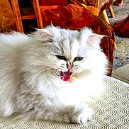 Poupette a rejoint le concours — aidez-le/la à gagner de superbes lots ! cat, white_cat, fluffy, long_hair, persian_cat, pet, animal, feline, yawning, open_mouth, whiskers, ears, eyes, sitting, chair, amber_chair, geometric_pattern, indoor, furniture, portrait