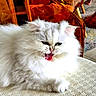 cat, white_cat, fluffy, long_hair, persian_cat, pet, animal, feline, yawning, open_mouth, whiskers, ears, eyes, sitting, chair, amber_chair, geometric_pattern, indoor, furniture, portrait