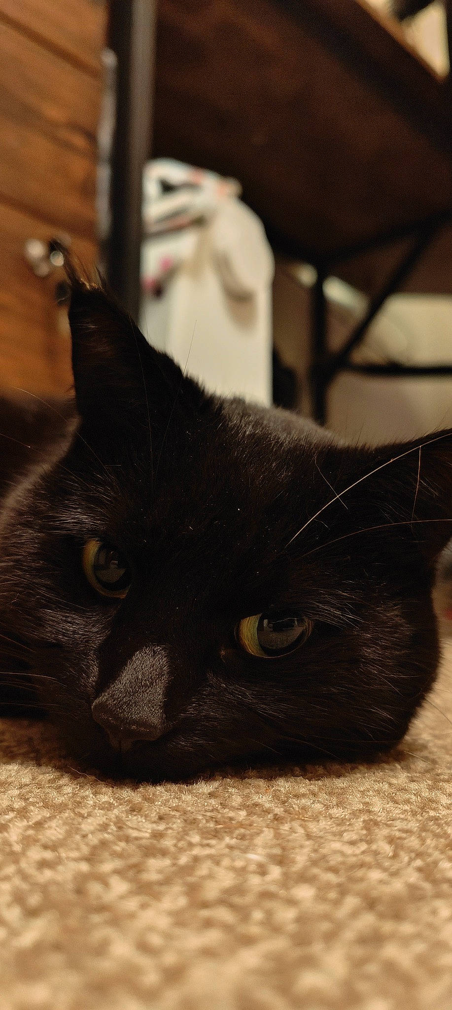 Jynx is registered to the contest to win money with this photo: black_cat, bombay, carnivore, cat, domestic_short_haired_cat, felidae, fur, small_to_medium_sized_cats, snout, terrestrial_animal, whiskers, window