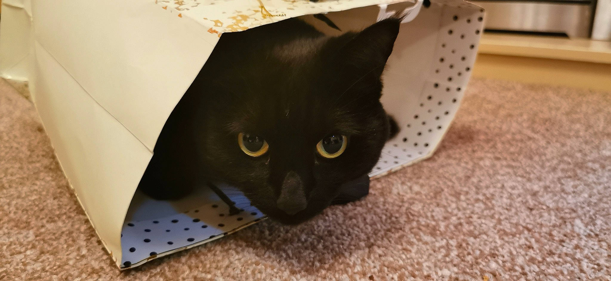 Jynx joined the competition — help win amazing prizes! bag, black_cat, box, carnivore, cat, cat_supply, comfort, domestic_short_haired_cat, felidae, flooring, fur, grey, packaging_and_labeling, paper_bag, paper_product, pattern, pet_supply, small_to_medium_sized_cats, snout, whiskers