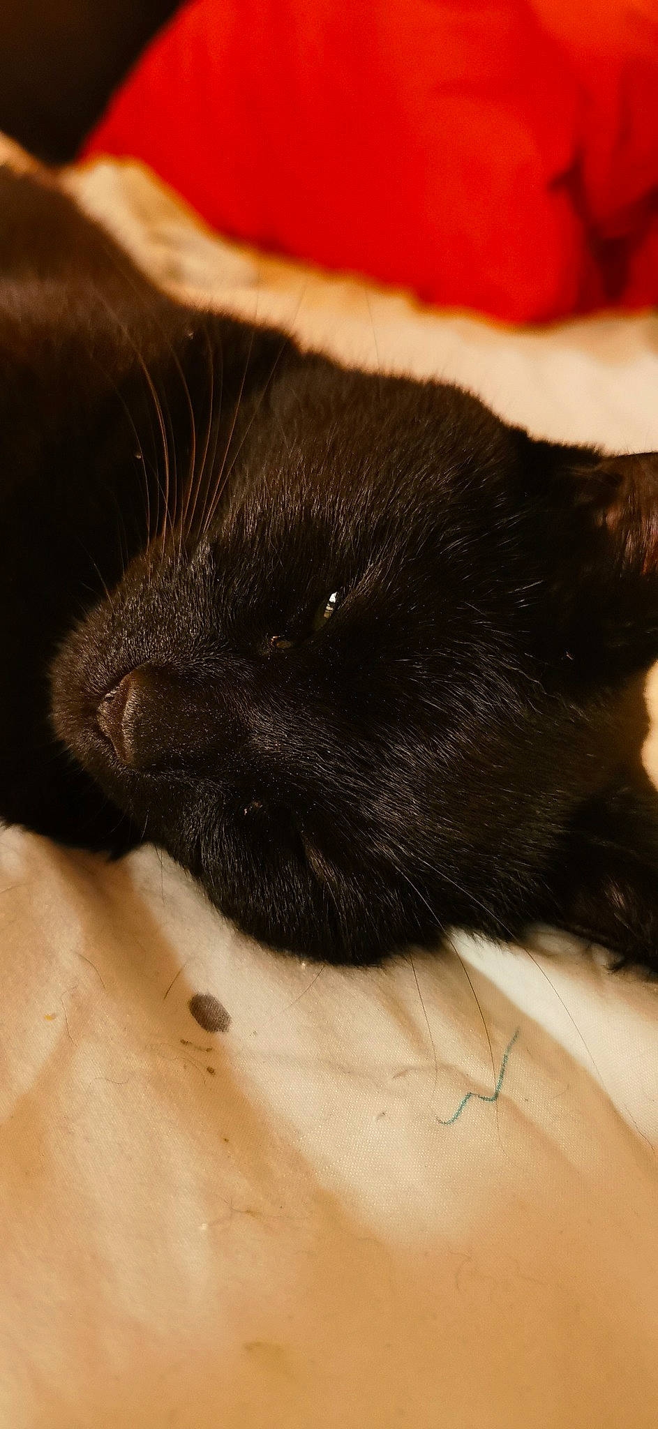 Jynx joined the competition — help win amazing prizes! black_cat, canidae, carnivore, cat, claw, comfort, dog_breed, domestic_short_haired_cat, felidae, foot, fur, human_leg, nap, paw, sleep, small_to_medium_sized_cats, snout, tail, terrestrial_animal, whiskers