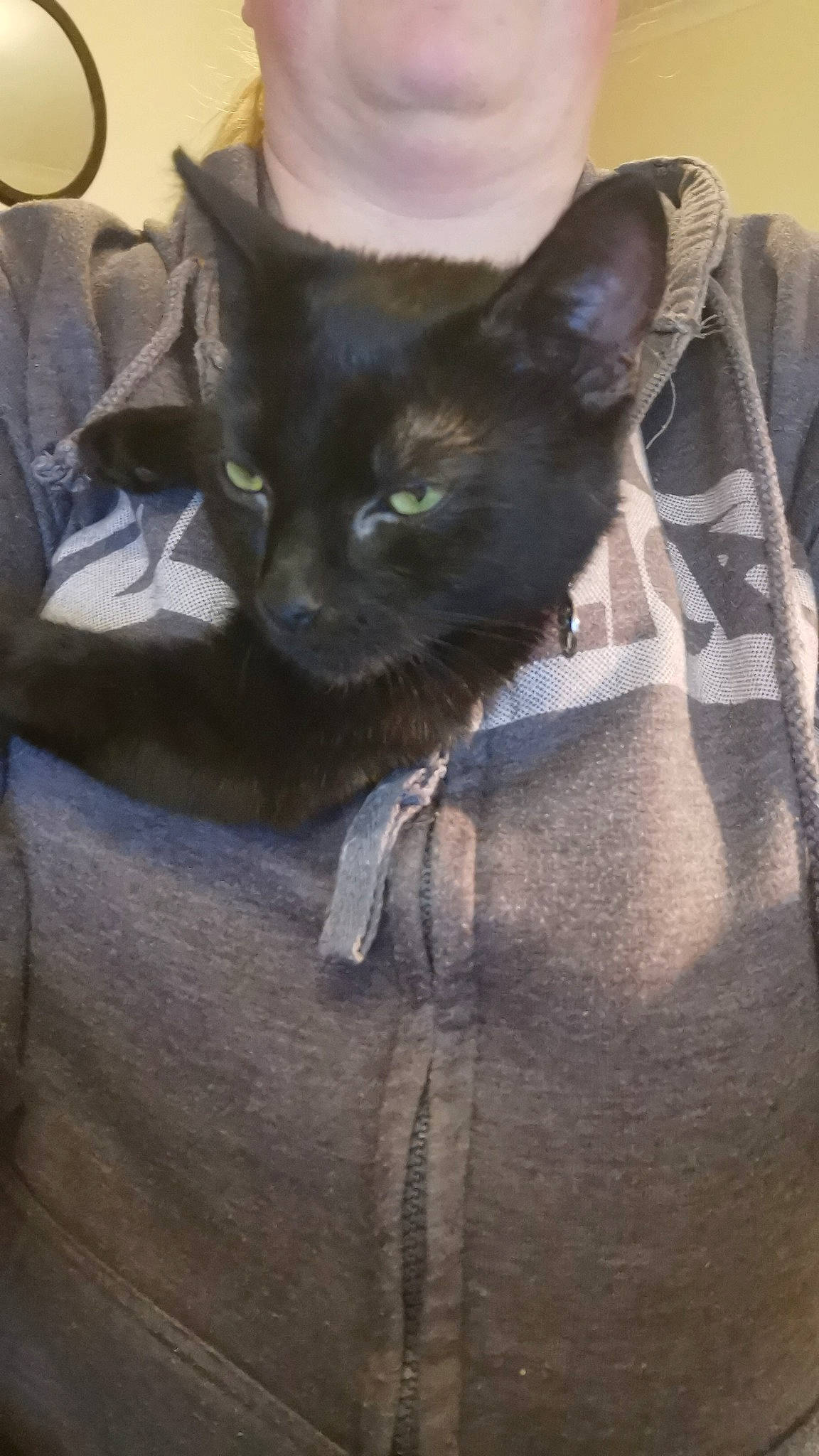 Ysabella is registered to the contest to win money with this photo: black_cat, bombay, carnivore, cat, comfort, domestic_short_haired_cat, ear, eye, felidae, fur, grey, linens, sitting, sleeve, small_to_medium_sized_cats, snout, t_shirt, tail, terrestrial_animal, whiskers